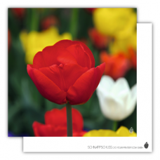 Postcard | Red tulip